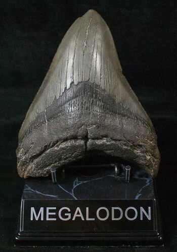 Bargain Megalodon Tooth - South Carolina #16565
